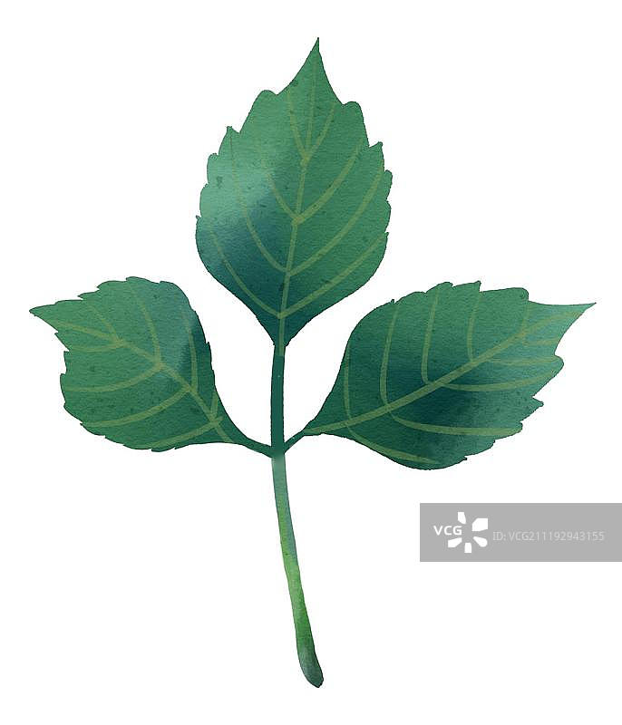 小清新水彩风格凌霄花叶子图片素材