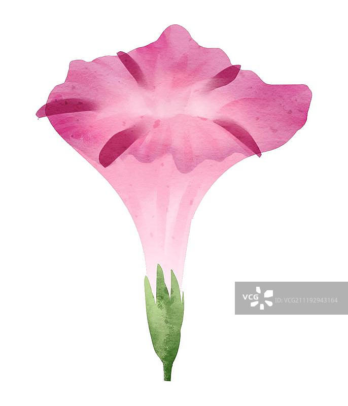 小清新水彩风格牵牛花图片素材