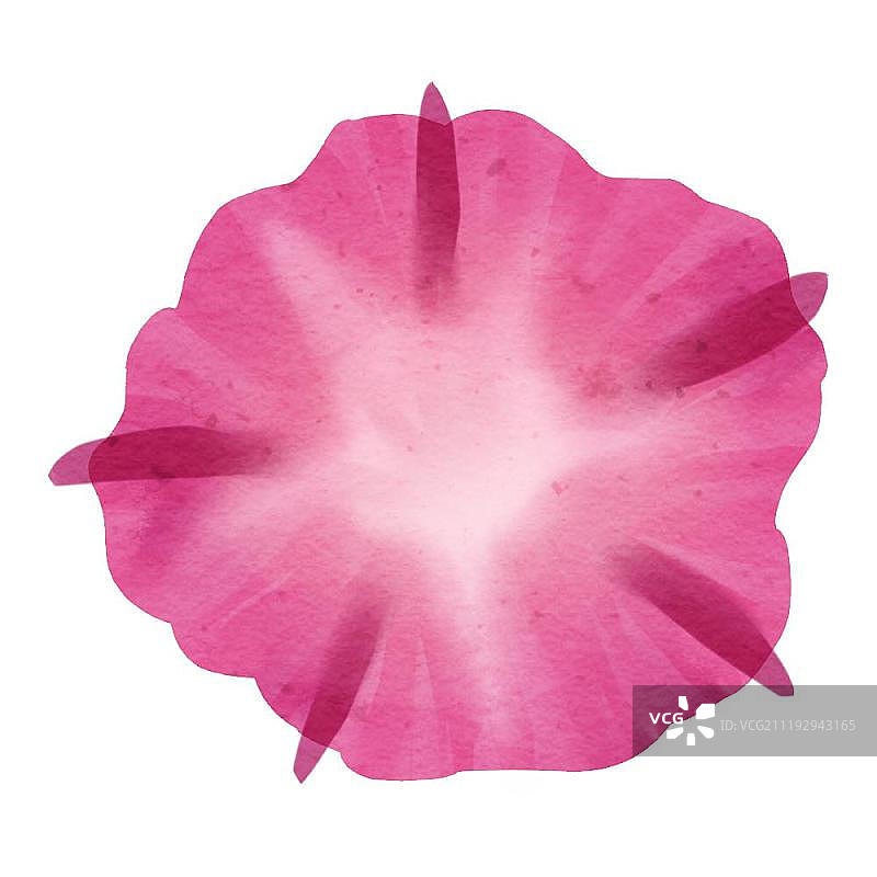 小清新水彩风格牵牛花图片素材