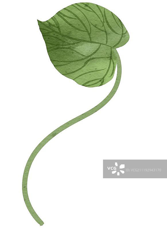 小清新水彩风格牵牛花叶子图片素材