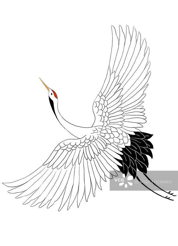 白色仙鹤图片素材