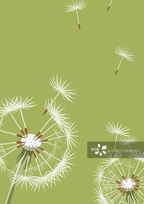 蒲公英背景图片素材