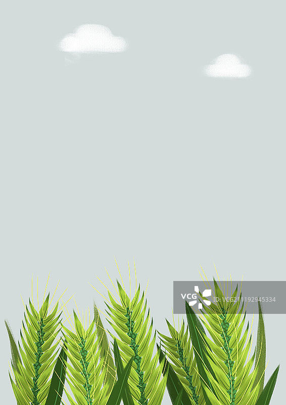 田野小麦背景图片素材