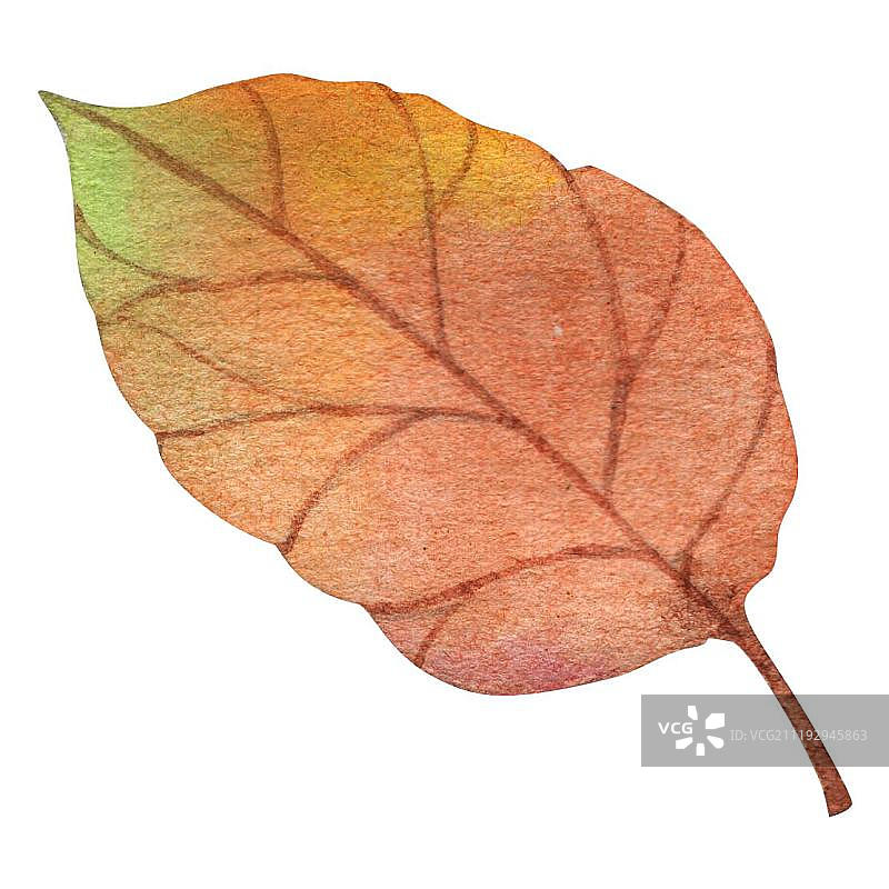 水彩黄色的叶子图片素材