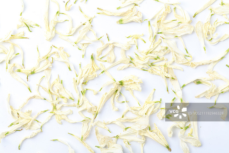 白背景的上的贡菊图片素材