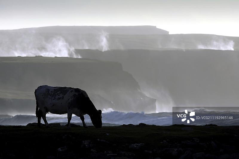 爱尔兰克莱尔郡莫赫悬崖，暴风雨天气中的牛图片素材