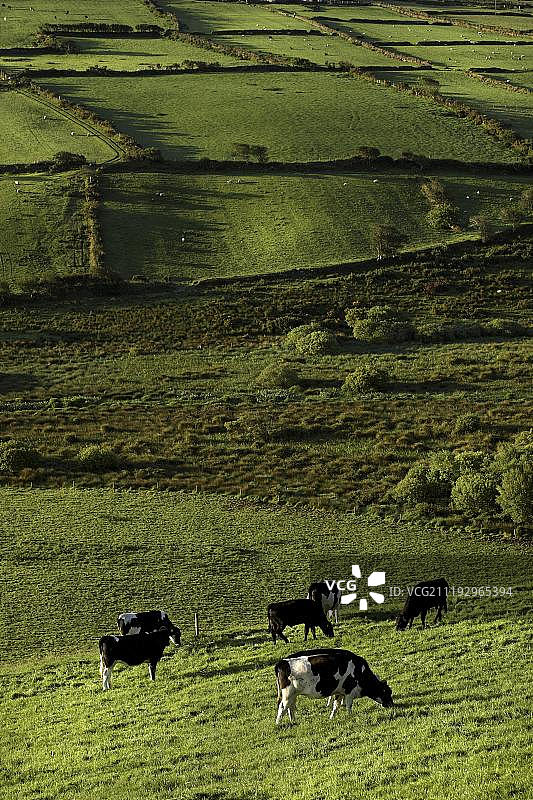 在爱尔兰凯里郡农田上的奶牛图片素材