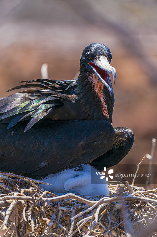 鸟和鸟巢图片素材