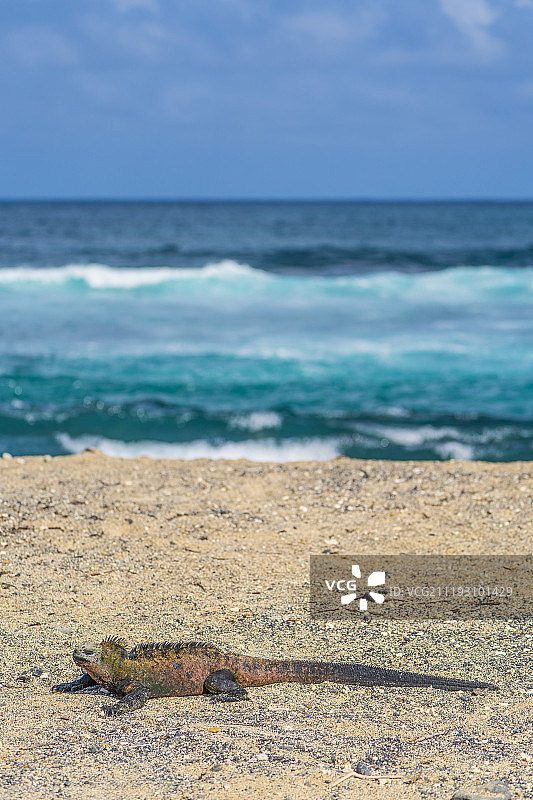 海岛精灵图片素材