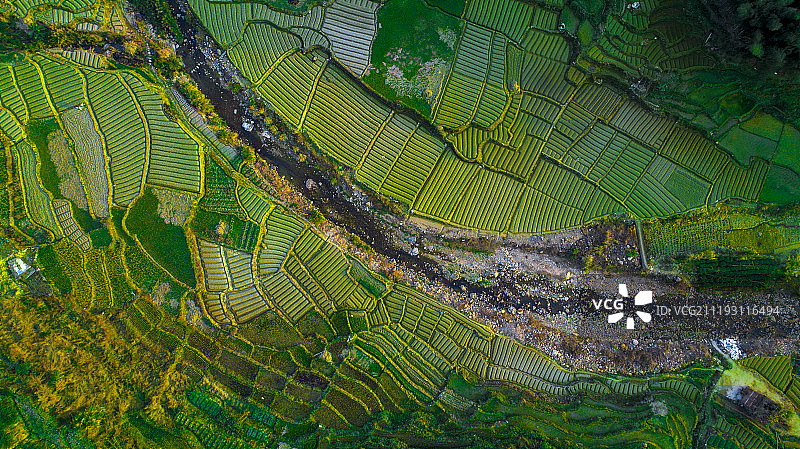 柘荣太子参图片素材