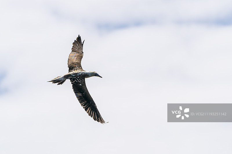 飞翔的海鸟图片素材