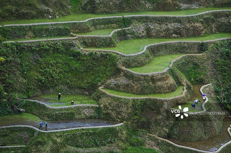 菲律宾北部吕宋岛巴拿威的梯田图片素材