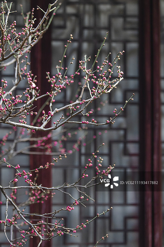 江苏苏州园林春日小景图片素材