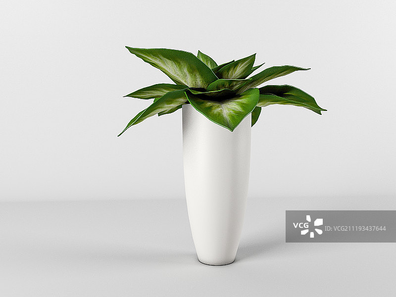 盆栽白掌图片素材