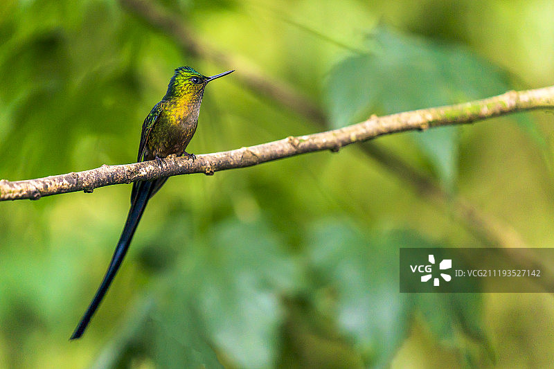 厄瓜多尔林间小鸟图片素材