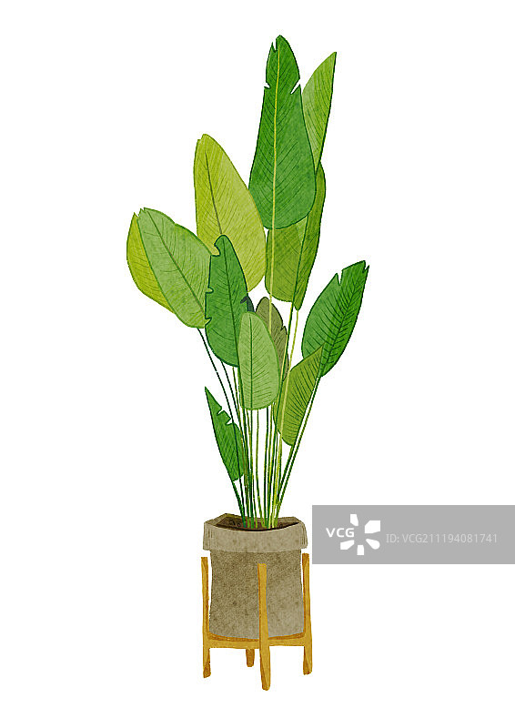 植物天堂鸟图片素材