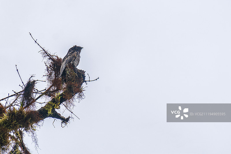 雾中睡眠的安第斯林鸱图片素材