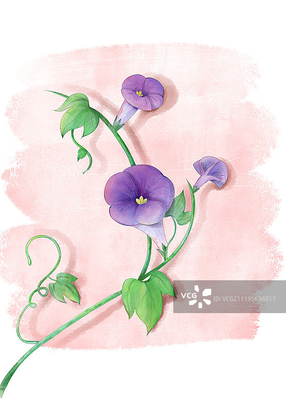 水彩牵牛花图片素材
