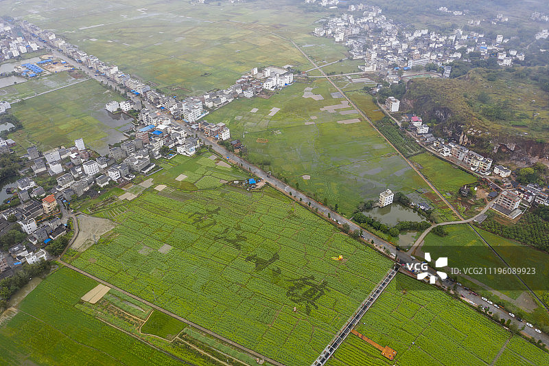 航拍郁南县油菜花田南江小镇图案图片素材