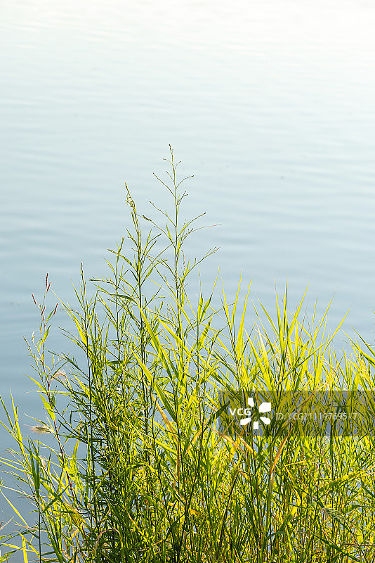 北京莲石湖湿地公园图片素材