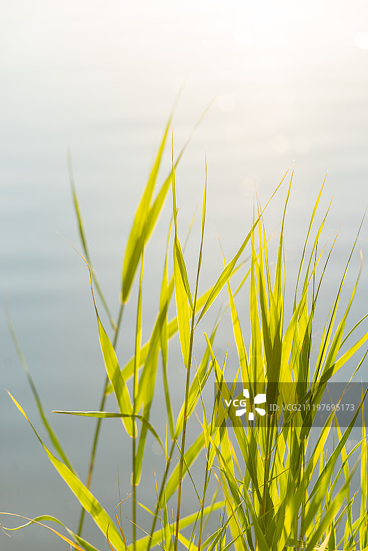 北京莲石湖湿地公园图片素材