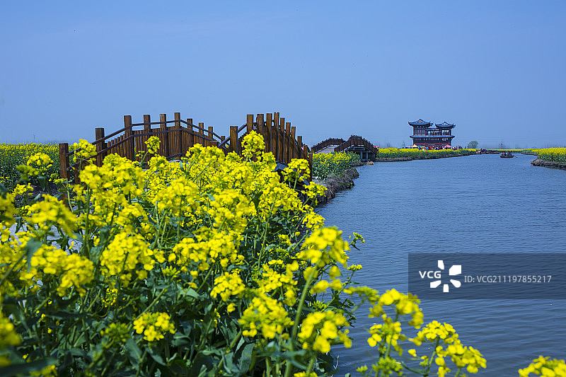 江苏兴化千垛油菜花图片素材