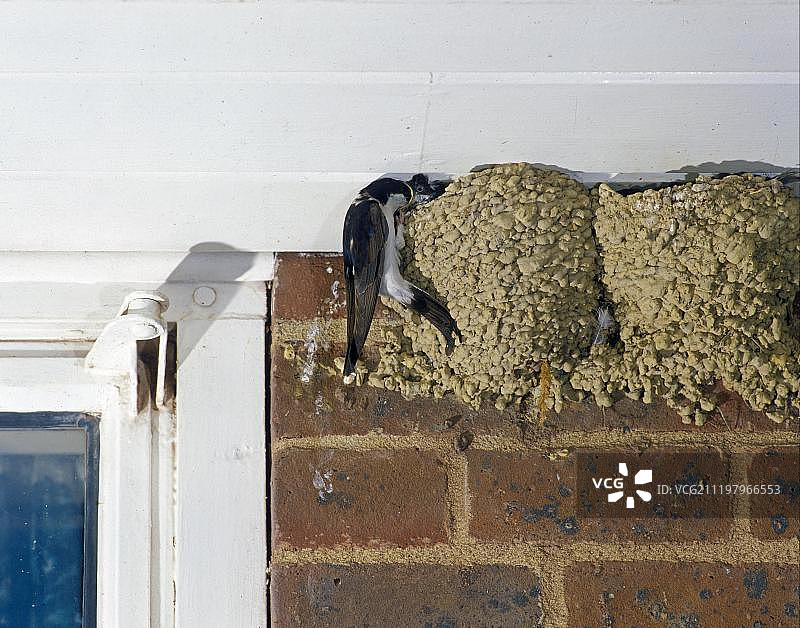 成年家燕在巢中喂养幼鸟，筑巢于建筑物上，英国图片素材