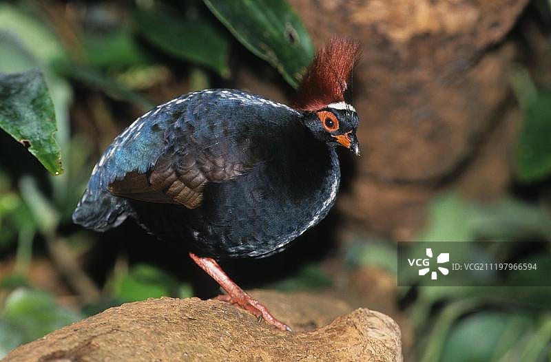 戴胜鹧鸪（Rollulus roulroul）立于岩石之上，婆罗洲图片素材