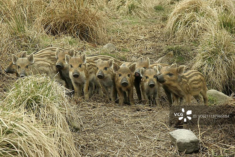 亚欧野猪幼崽群，苏格兰莫雷格兰利威图片素材