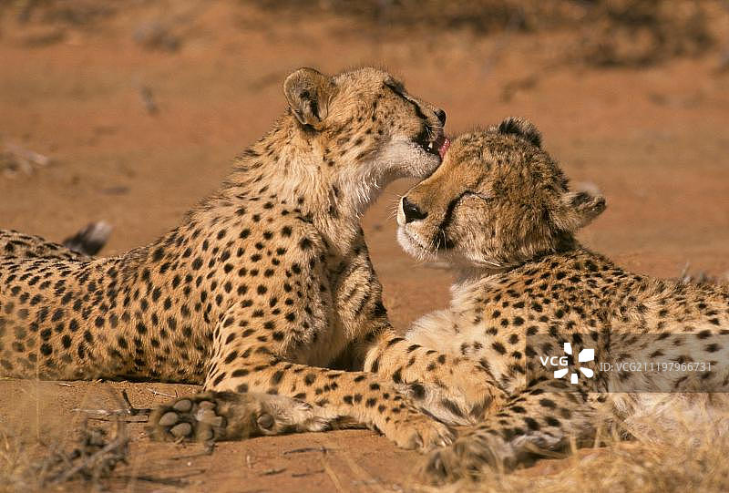 猎豹(Acinonys jubatus):两只休息,一只舔舐对方的头,奥康吉马,纳米比亚,非洲图片素材