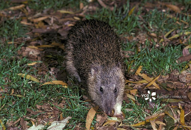 澳大利亚昆士兰邦亚山国家公园的北方棕袋狸图片素材