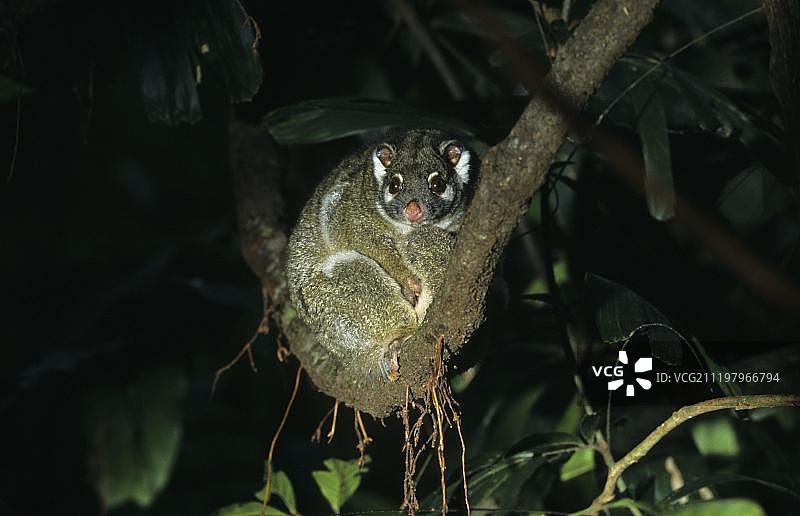 绿环尾袋貂栖息在澳大利亚的树枝上图片素材