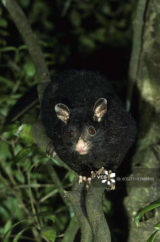 澳大利亚棕色山地刷尾负鼠图片素材