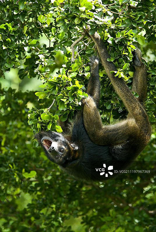 正在树上吼叫的黑 Howler 猴幼年雄性图片素材