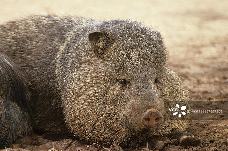 领西貒图片素材