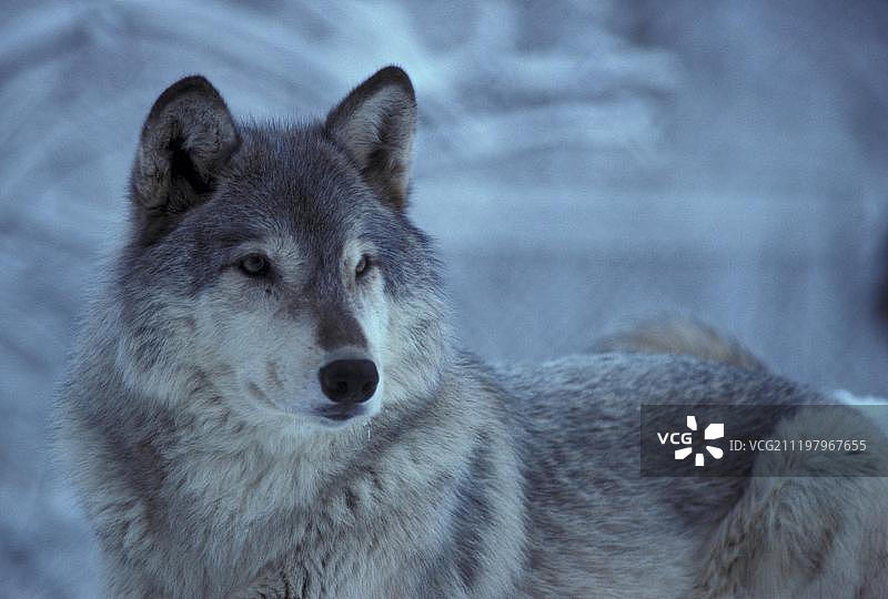 灰狼（Canis lupus），躺在雪地里，阿拉斯加图片素材