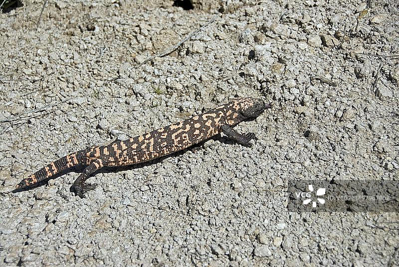 希拉怪物（Heloderma suspectum），成年，在石质沙漠中，美国亚利桑那州图片素材