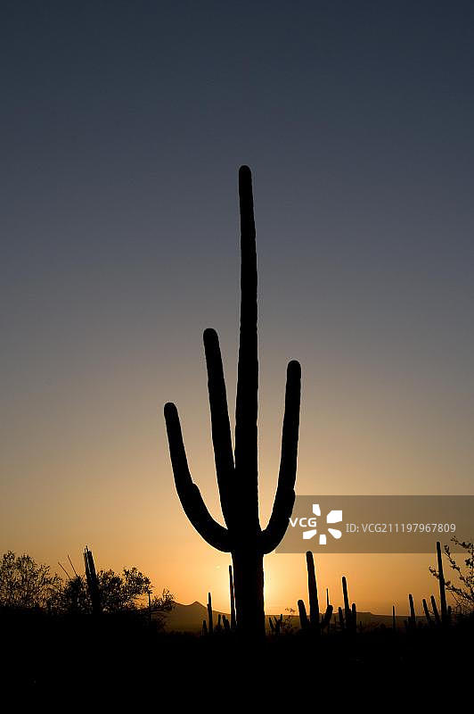 索诺兰沙漠巨人柱仙人掌剪影，亚利桑那州，美国图片素材