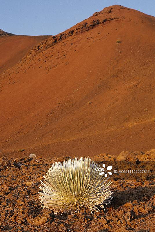 夏威夷毛伊岛哈雷阿卡拉火山上的银剑草图片素材