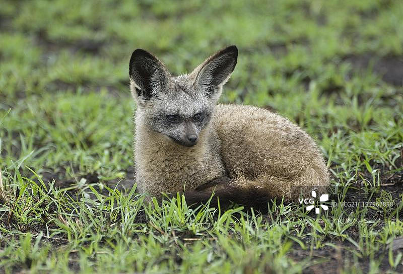 非洲肯尼亚马赛马拉蝙蝠耳狐图片素材