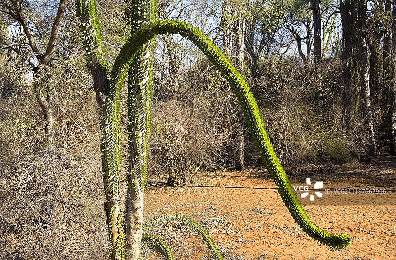 章鱼树（Didiera madagascariensis），多刺森林，非洲马达加斯加贝伦蒂图片素材