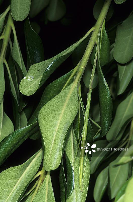 绿叶中的意大利竹节虫，具有伪装图片素材