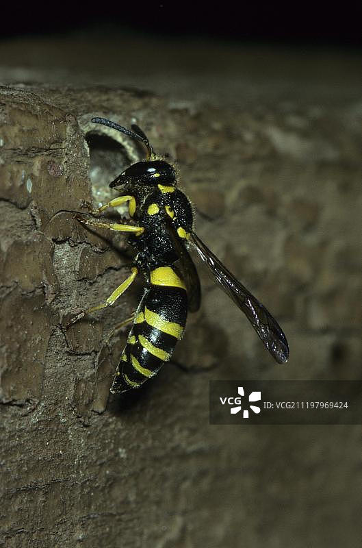 树干孔洞中的泥蜂（姬蜂科）特写图片素材