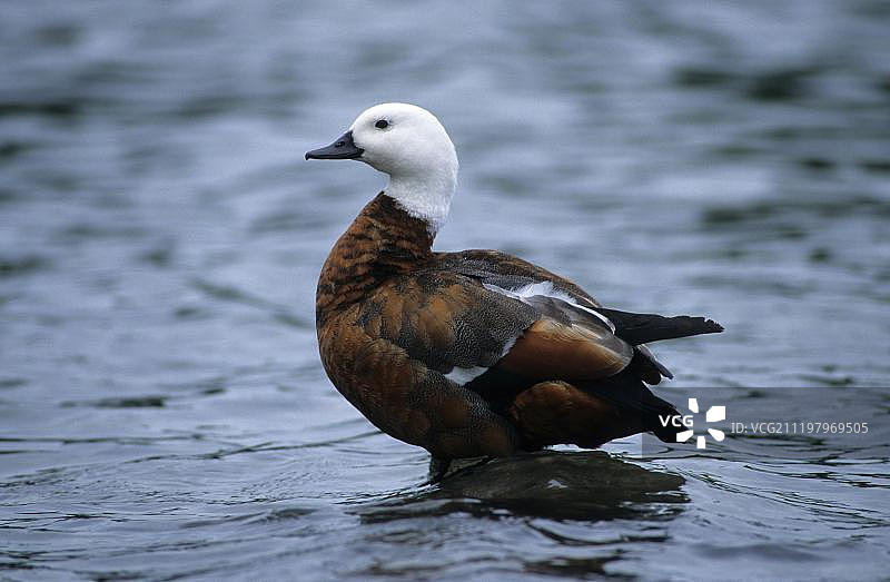 天堂河鸭（Tadorna variegata）立于水中，新西兰图片素材