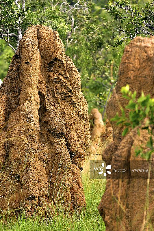 澳大利亚北部地区的白蚁丘图片素材
