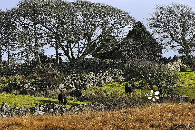 欧洲爱尔兰共和国戈尔韦郡拉尔康诺特景观中的奶牛和石头废墟图片素材