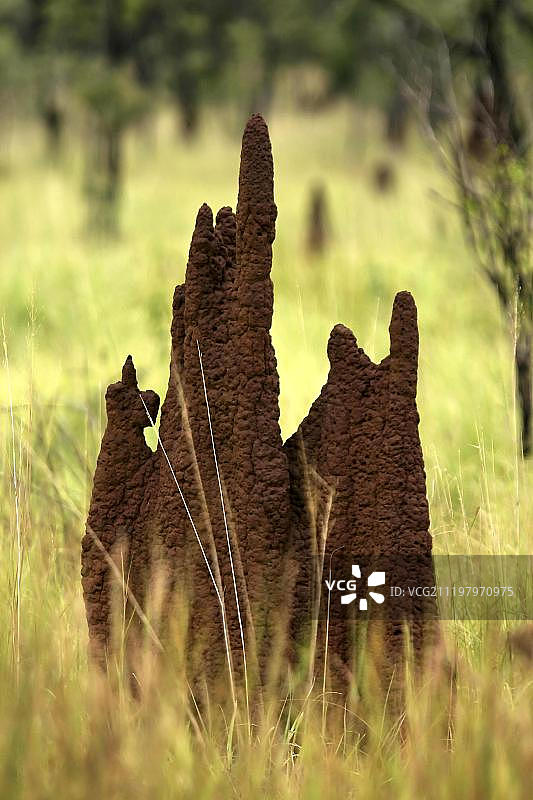 澳大利亚北部地区的白蚁丘图片素材