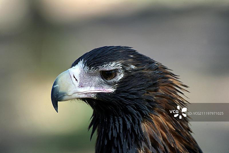 楔尾鹰画像，澳大利亚北部领地图片素材