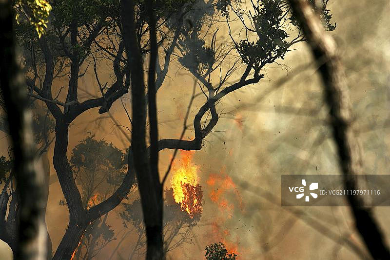 澳大利亚西澳大利亚州丹特雷卡斯托国家公园的丛林大火图片素材