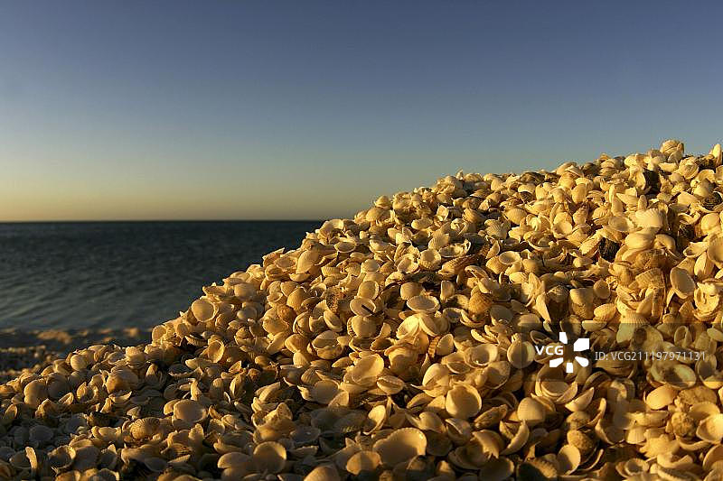 西澳大利亚世界遗产地鲨鱼湾海滩上的贝壳图片素材